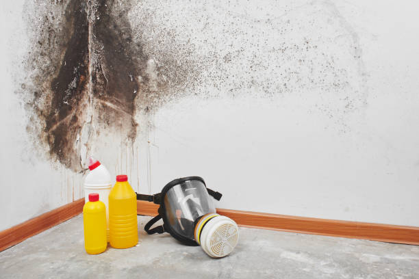 Best Mold Testing and Inspection Services in Asheboro, NC