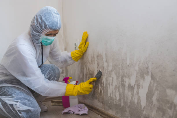 Best Commercial Mold Remediation in Asheboro, NC