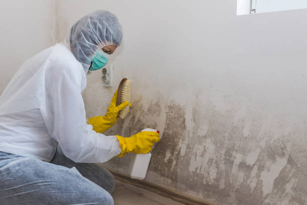 Best Health and Safety Mold Remediation in Asheboro, NC