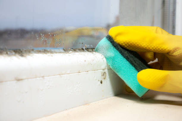 Best Mold Remediation for Schools in Asheboro, NC
