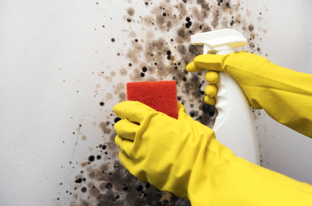 Best Basement Mold Remediation in Asheboro, NC