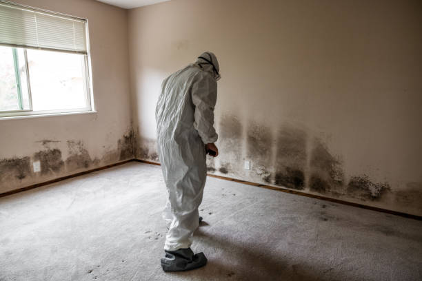 Best Post-Flood Mold Remediation in Asheboro, NC