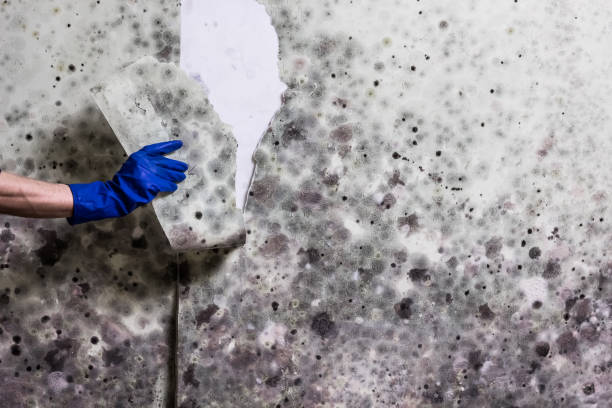 Best Kitchen Mold Remediation in Asheboro, NC