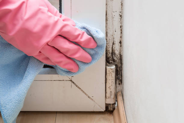 Reliable Asheboro, NC Mold Remediation Solutions